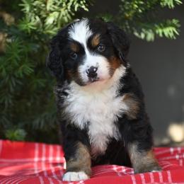 Boy 1 - Tri-color male Bernese Mountain Dog puppy in Loveland, Colorado from Grateful Bernese & Gage's Goldens