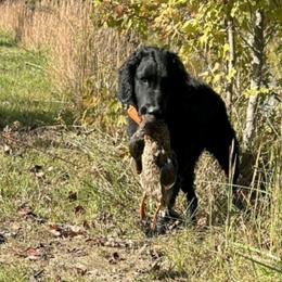 Cockapoo and Goldendoodle All Grown Up from Meghan McKay