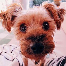 Yorkshire Terriers from Rocky Mountain Yorkies