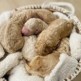 Poodle puppies from Coriander Pups