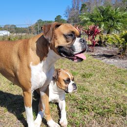 Boxers from DD Boxer puppies of Florida