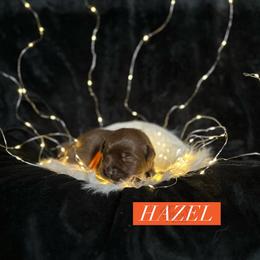 Hazel - Chocolate female Dilute Retriever puppy in Forest City, Iowa from Helm Labs
