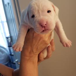 Boxer Puppies from Mischievous Boxers