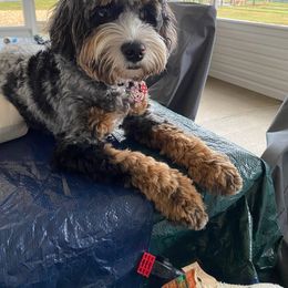 Cockapoo and Goldendoodle Puppies from Robbin's Treasures