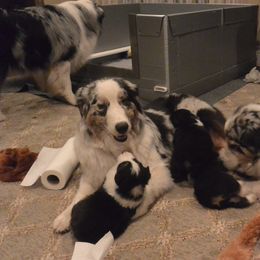 Australian Shepherd Puppies from Highline