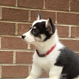 Girl 3 - Pembroke Welsh Corgi puppy in Farnham, Virginia from Polly’s Farm