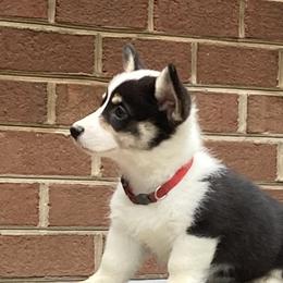 Girl 3 - Pembroke Welsh Corgi puppy in Farnham, Virginia from Polly’s Farm