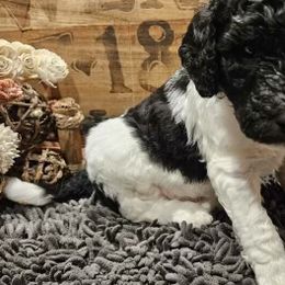 Goldendoodle Puppies from Cocoa Doodles