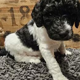 Goldendoodle Puppies from Cocoa Doodles
