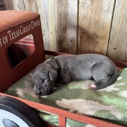 Blue Male - Blue and white male Great Dane puppy in Wimberley, Texas from Heart of Texas Great Danes