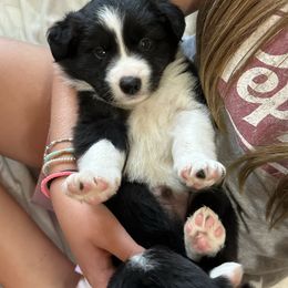 Champ - Black and white male Border Collie puppy in Jonesboro, Arkansas from Hampton Border Collies