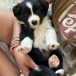 Champ - Black and white male Border Collie puppy in Jonesboro, Arkansas from Hampton Border Collies
