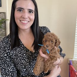 Goldendoodle and Poodle Puppies from Angel’s Goldendoodle Pups
