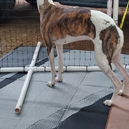 Whippet Puppies from Clarriott Whippets
