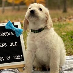 Aussiedoodles and Labradoodles from Doodle This Doodle That