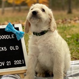 Aussiedoodles and Labradoodles from Doodle This Doodle That