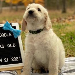 Aussiedoodles and Labradoodles from Doodle This Doodle That