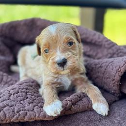 Ticket - Apricot male Goldendoodle puppy in Wharton, Texas from Little Fur Friends