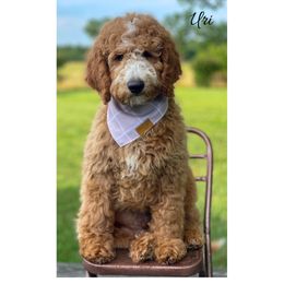 Uri - Red  male Goldendoodle puppy in State Road, North Carolina from Must Love Doodles