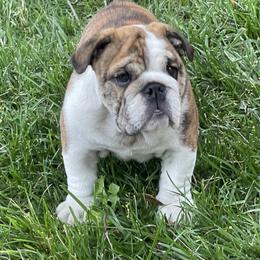 Bulldog Puppies from Waltman's Bulldog's