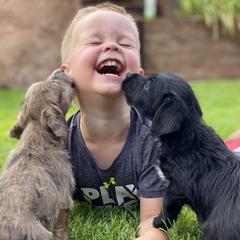 Aussiedoodle and Leopardoodle Puppies from A Puppy Crush