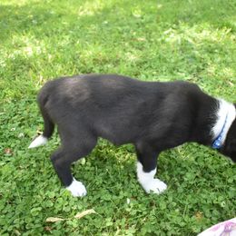Border Collie Puppies from Porter’s Borders