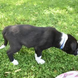 Border Collie Puppies from Porter’s Borders