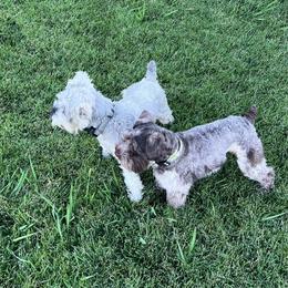 Miniature Schnauzer puppies from Meuser's Miniature Schnauzers