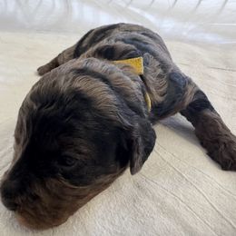 Louisa - Merle Cockapoo puppy in Sheridan, Missouri from Shepherdsfold’s Cockapoos