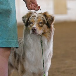 Abby - Australian Shepherd