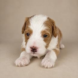 Jesse - Apricot male Goldendoodle puppy in Floyd, Virginia from Hearts and Paws Poodles and Doodles