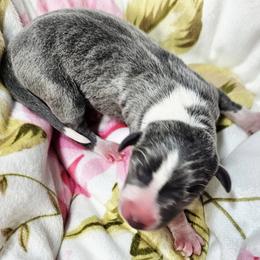 Vivaldi - Blue male Italian Greyhound puppy in Cadwell, Georgia from All The DoDa Day Italian Greyhounds