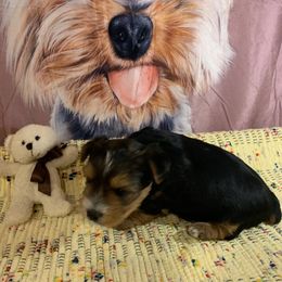Boy 1 - Black and tan Yorkshire Terrier puppy in Paris, Tennessee from Nolan’s Yorkie Farm