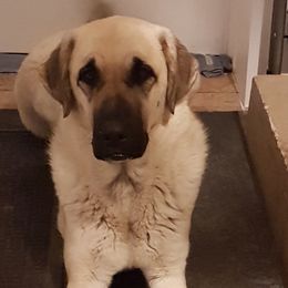 Anatolian Shepherd Dogs from Havenstead Farm