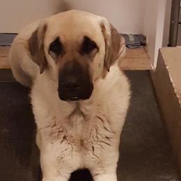 Anatolian Shepherd Dogs from Havenstead Farm