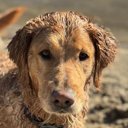 Lucy - Golden Retriever