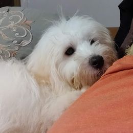 Felix - Coton de Tulear