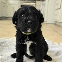 Miniature Schnauzer Puppies from Allen Fam Mini Schnauzers