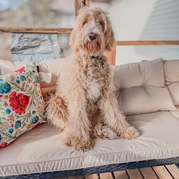 Remi - Goldendoodle