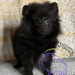 AKC PEBBLES - Black female Pomeranian puppy in Watkins Glen, New York from Wicked Spirits Pomeranians