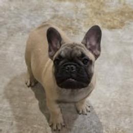 French Bulldog Puppies from Reds Frenchies