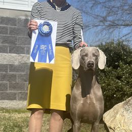 Maverick - Weimaraner