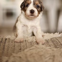 Charlouise - female Australian Mountain Doodle puppy in Spanish Fork, Utah from Little Puppy Co.