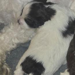 Girl 1 - Chocolate female Havanese puppy in Columbus, Ohio from Havanese Puppies Columbus