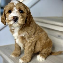 Purple - Red female Australian Labradoodle puppy in Antelope, California from Adorable Labradoodle