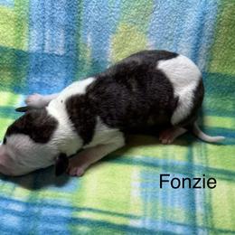 Fonzi - White and fawn brindle male Whippet puppy in Plainfield, Indiana from Rose Acre Whippets