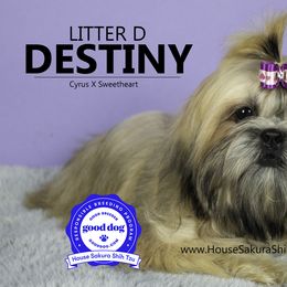 Shih Tzu Puppies from House Sakura Shih Tzu