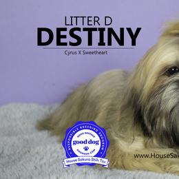 Shih Tzu Puppies from House Sakura Shih Tzu