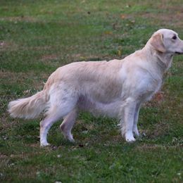 Josie - Golden Retriever