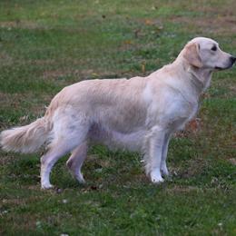Josie - Golden Retriever